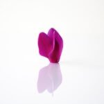 g5cc4d2cefb6699f093df9f26a9e9ce78c5844e74bf670d95f033ee7c1960723fcfa232cee743a54bf255667c2cc29f35d457ec440511211abfe8559f306d4b92_1280