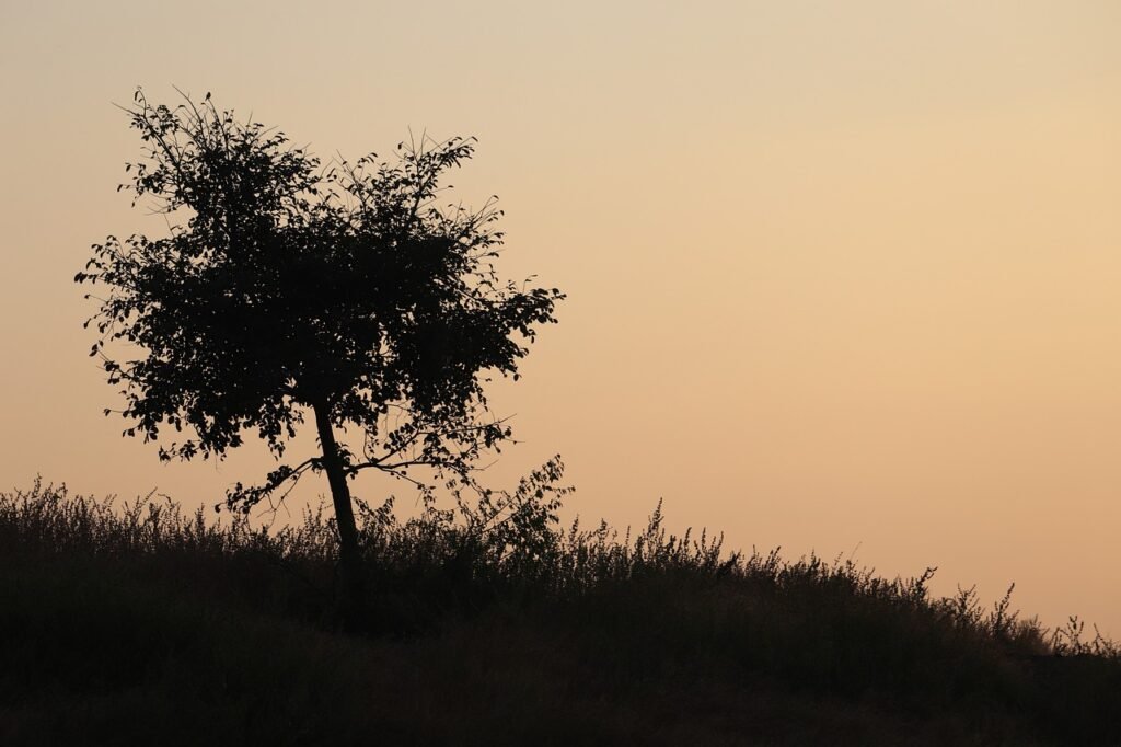 g99bd43ea4ab5cec8dc6068728800d00e3e4b54dce0b4c9ad1bfd6a20c9b9c68ab4f7efa9aaf5d8f48bafe9d30e1a3ac498c3aaa453206f07c3ddab1d06df0afc_1280