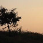 g99bd43ea4ab5cec8dc6068728800d00e3e4b54dce0b4c9ad1bfd6a20c9b9c68ab4f7efa9aaf5d8f48bafe9d30e1a3ac498c3aaa453206f07c3ddab1d06df0afc_1280