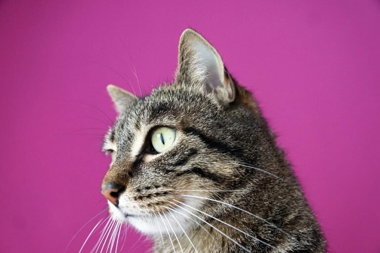 g71cfa4a5741ce722ff050f9239bf9cf1be055c38fb6dafea5861b3f43daf56814ae548102f1aacaf57090f40d2dcf2af1fe3499fac8b533cfe0ee0721de6e0d8_1280