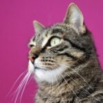 ge6496d05918695573ef9a78bb489bde0235b2b5bcaab986b0f6da18094288dc97f9d930208326e5ab6d62eefee6b3585a5f92eea25bfe4e31e9743cfa51fdf2a_1280