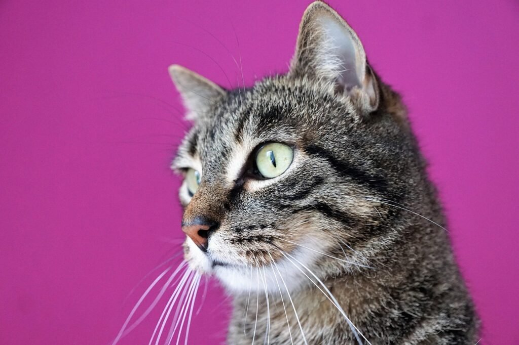 ged063165a66d5a96c823a13db70703d689f29920e6bb4701127c77af260318f1c829574ec794057d5957a2b8bd12111beba3c4ad6d69b98c8cfcbd39607d2bb7_1280