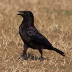 g26a9e8797132e1257e28c206a062822fced5558e7bdf2bc2cbc7ee8d97745b9a7d5adf25da76b017197e43921e79d44ae2bcd1a7ba3587f9d787e45e38fbdbb8_1280