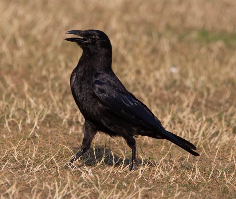 g26a9e8797132e1257e28c206a062822fced5558e7bdf2bc2cbc7ee8d97745b9a7d5adf25da76b017197e43921e79d44ae2bcd1a7ba3587f9d787e45e38fbdbb8_1280