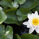 g38cd3108c4e872983d7f66337f9b1fb740932673037d71516f35bbd62d8bea2392b36206f350282304493bef6831d424426f007960fedf42306161a434930a38_1280