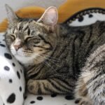 g5600a8d54db976ab0b5172fe872a20129133879a391d78d740515c95969f4a8d2d56c7770430524511b510b310d7fe6cd211e442587de45606425b9788d8eb6a_1280