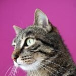 g6ec8569b01cc0a69688c611405d9d87382c4663d01d2a7ef7fc85f62d15c8950c497d66bda45bc45a5d5ca6979879f15addf5882eb12ebba71b8360b680a86b8_1280