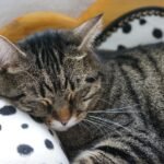 gd23b402c53b4b9f31ce931822f060390960b3bf680317f0dde62e4fbc3a11c203fea2559e7dacfbd5495fe719616a16f341925b4f6e23a8c1781b9c787ff5112_1280