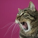 g5270511e5152ba9227463a0b7c92bddcec05b1f88141853e747f65aafcdda247f2c32b223e3cb3b31ddbcacee844c0c1c19003f54ed3a94e5fe32f69876461a5_1280