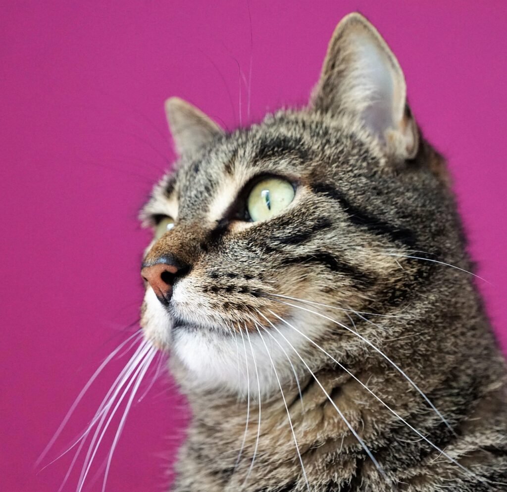 g7054331a2e1f4e5cfa1f6c9f43d701af02c37c432f13bb9dd7412375a8046ff757a8c6311012f9867951a9465243996496ec562389ae8c93682feb889a4d0643_1280